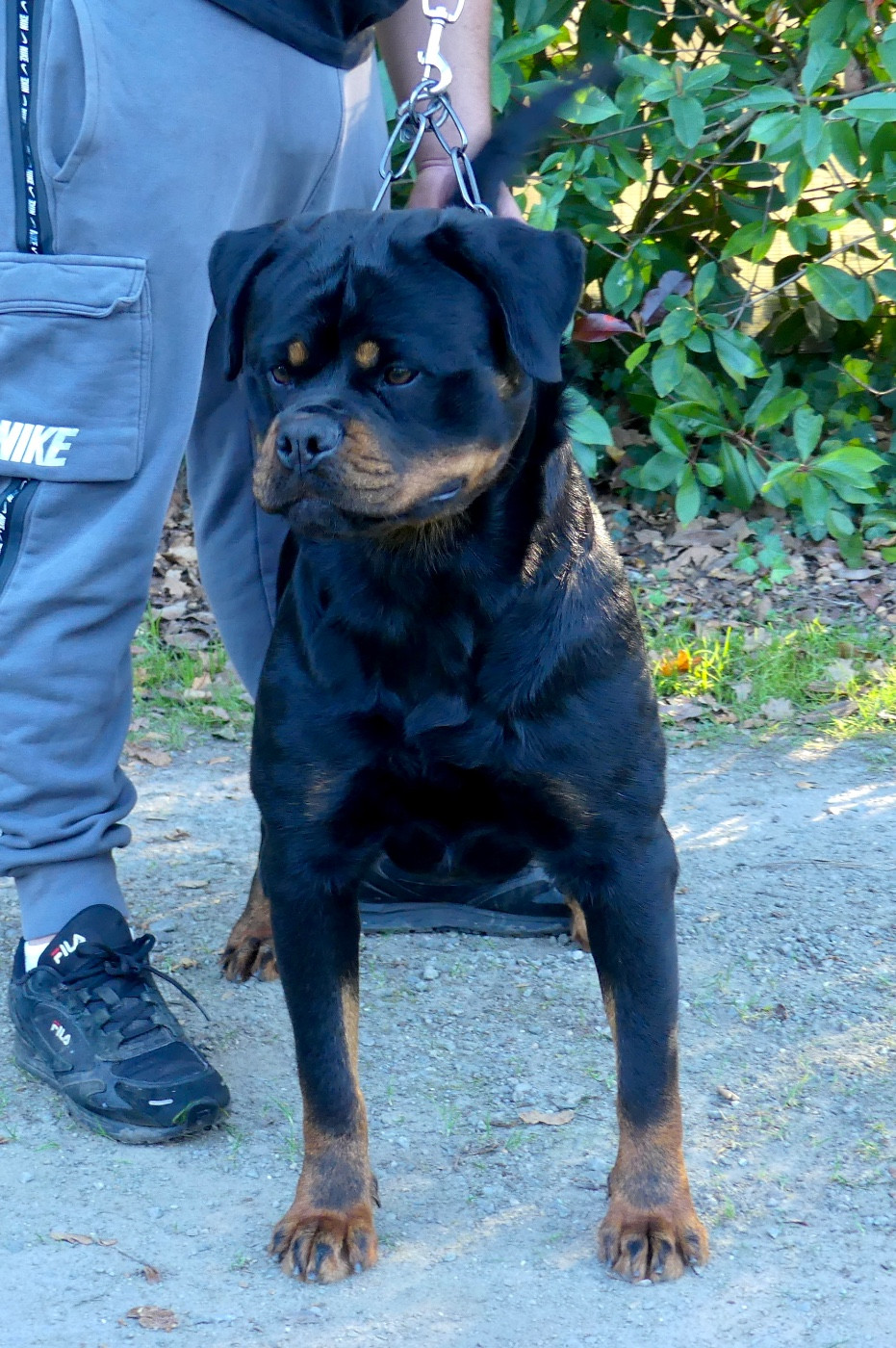 Uwa  Des Flammes De La Nuit