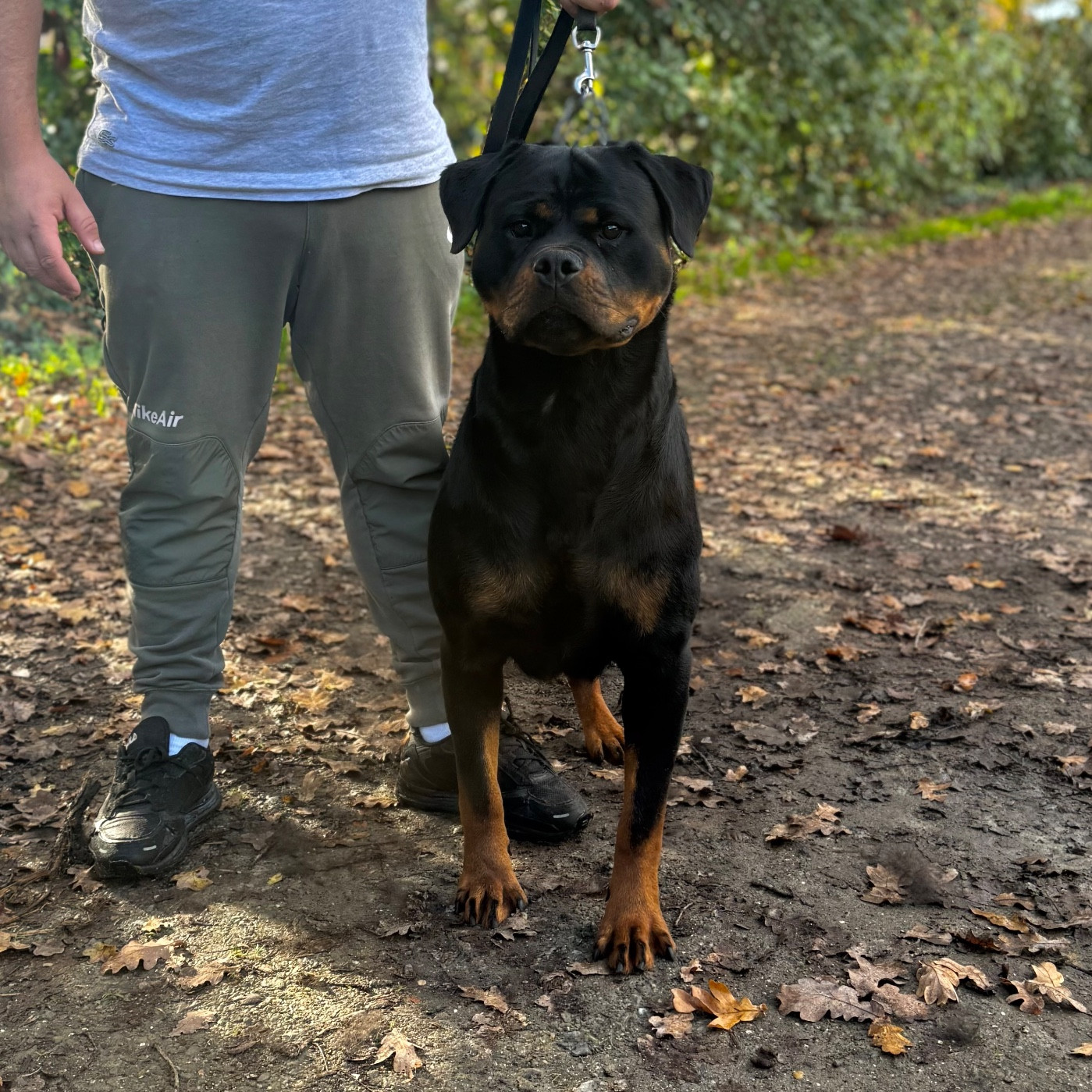 Umbra Des Flammes De La Nuit