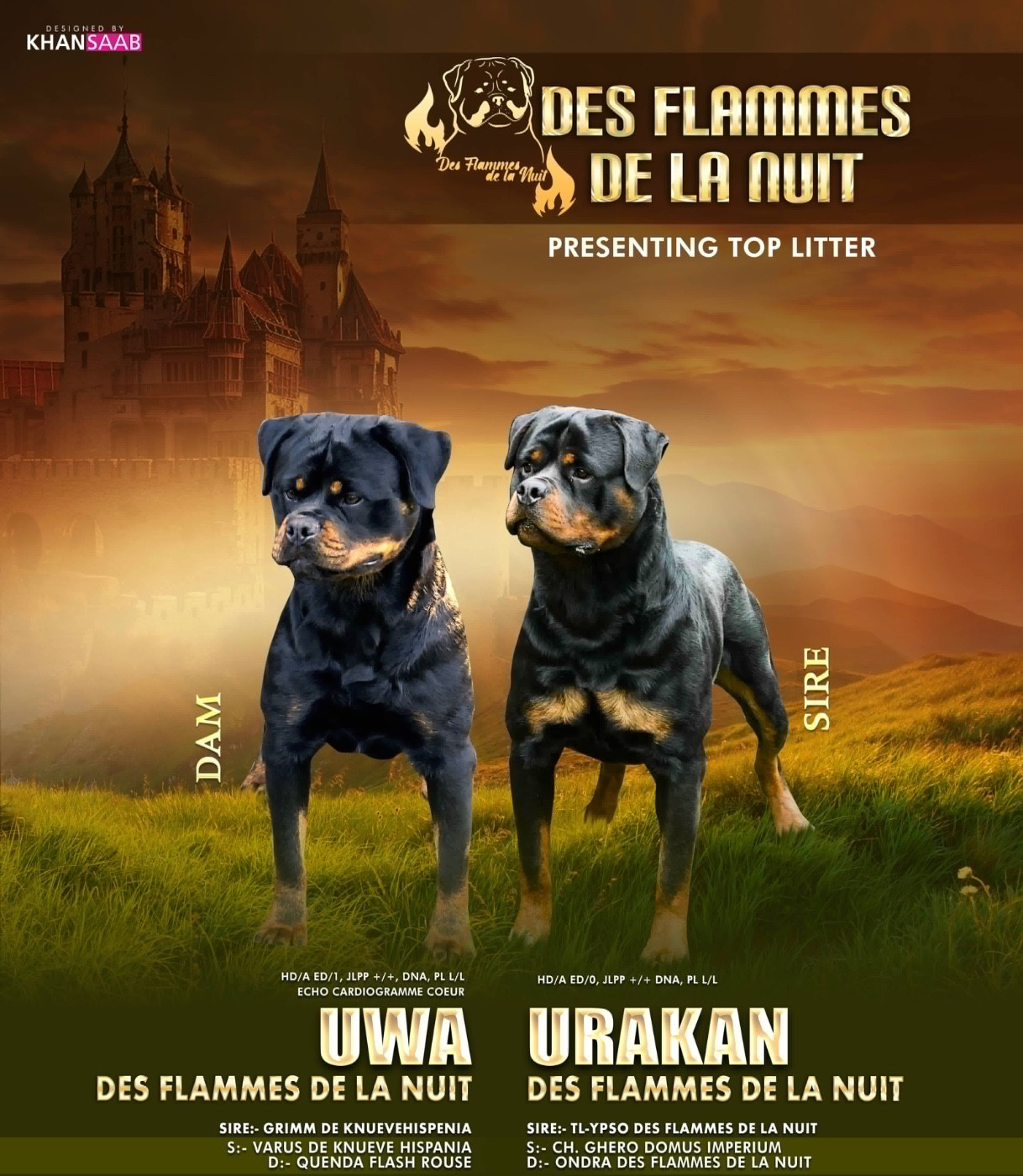 Annonce de naissance Portée Uwa × Urakan