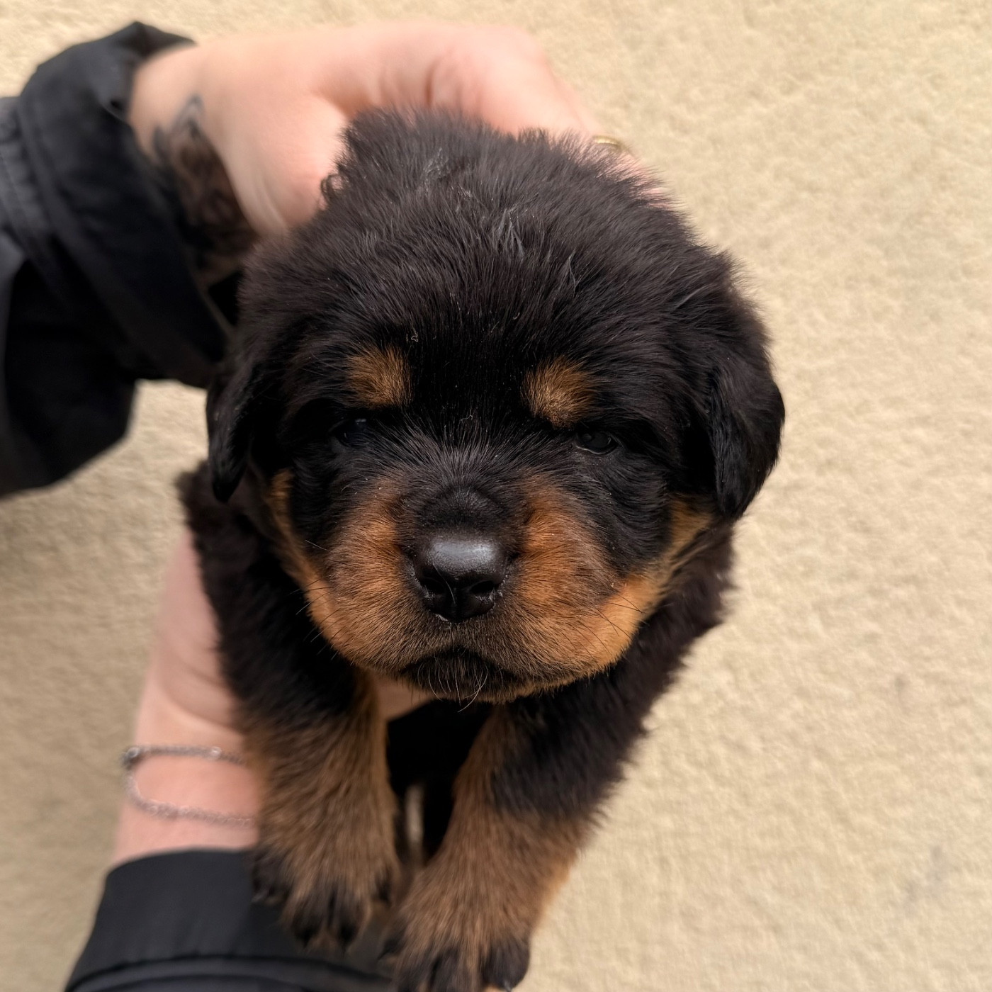 Des Flammes De La Nuit - Chiots disponibles - Rottweiler