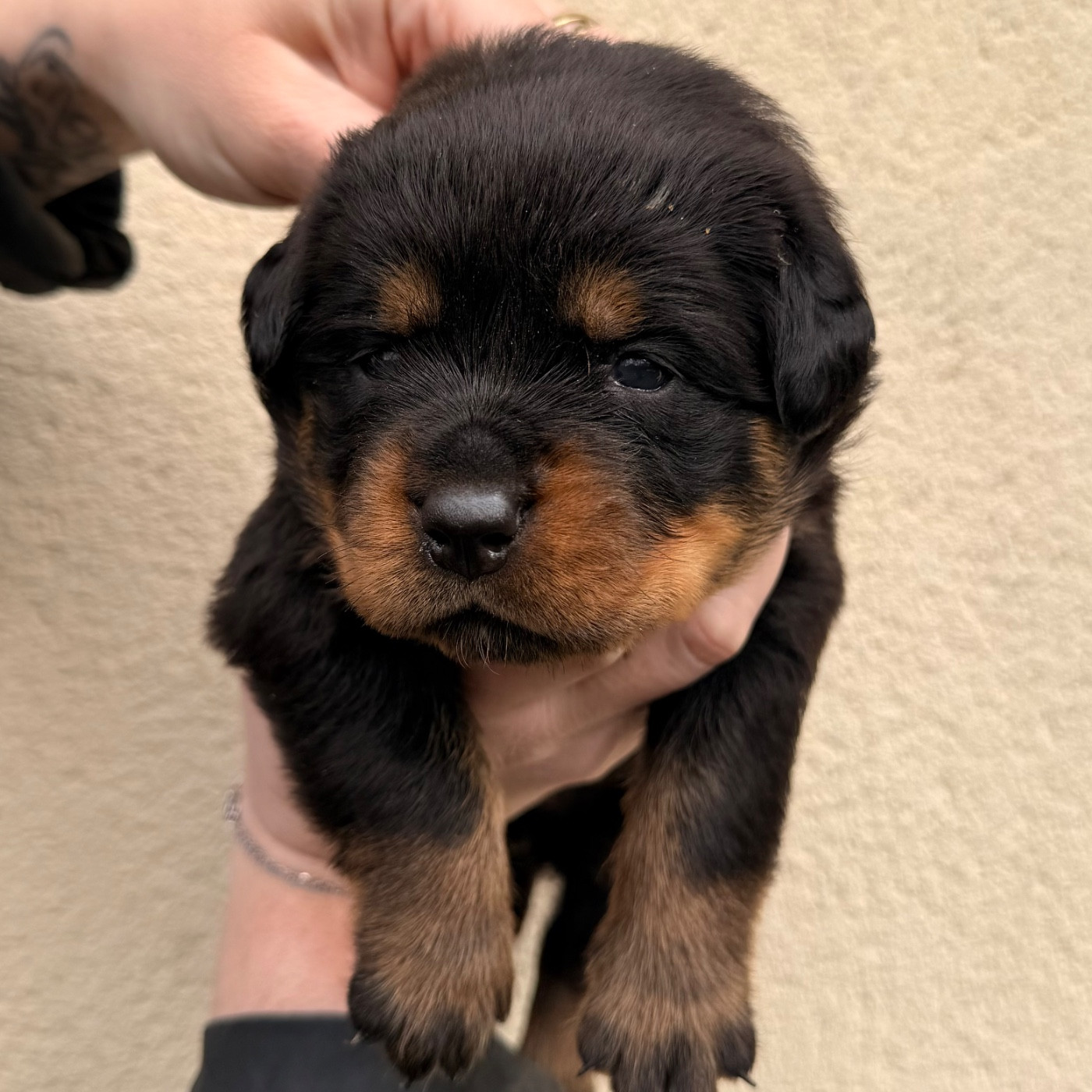 Des Flammes De La Nuit - Chiots disponibles - Rottweiler