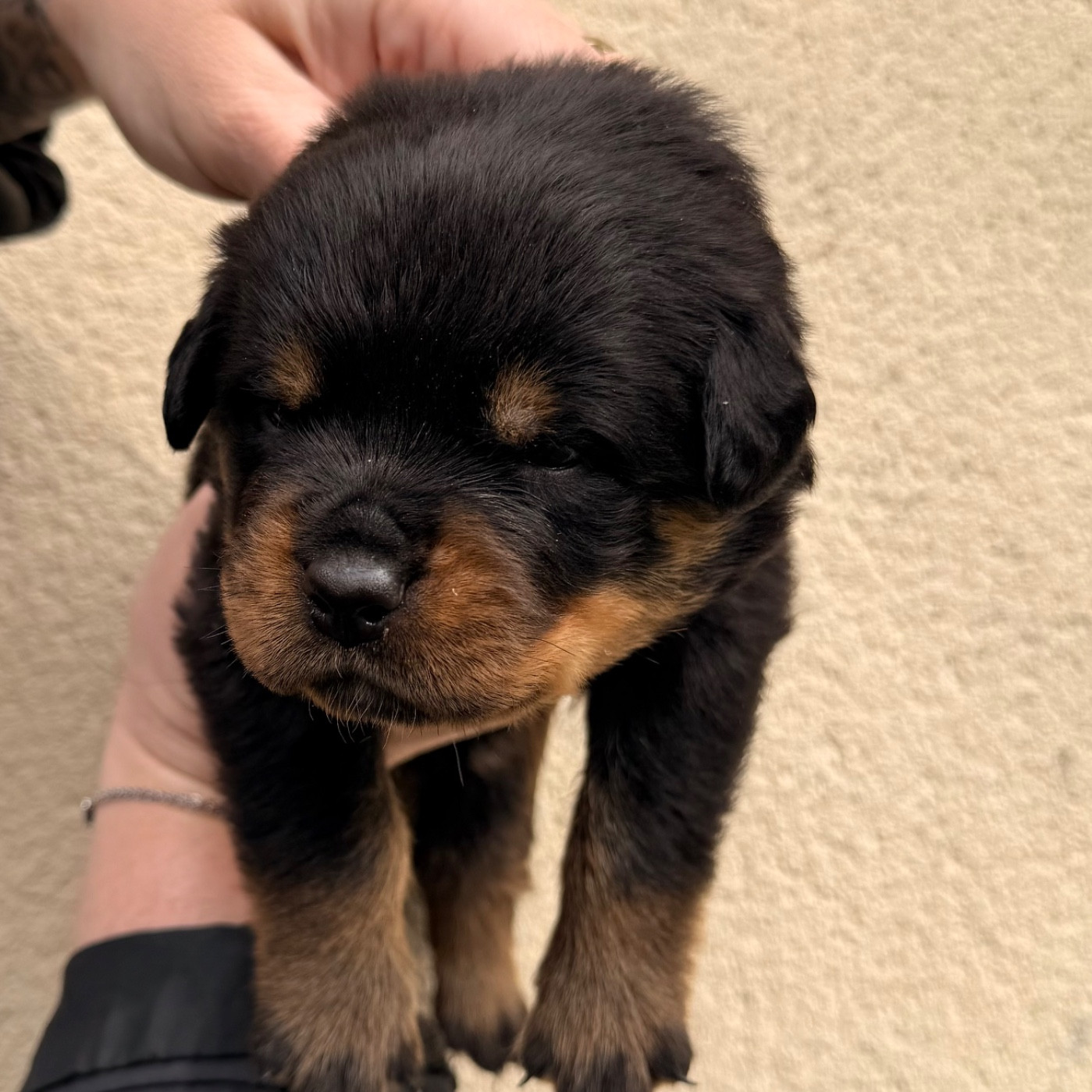 Des Flammes De La Nuit - Chiots disponibles - Rottweiler