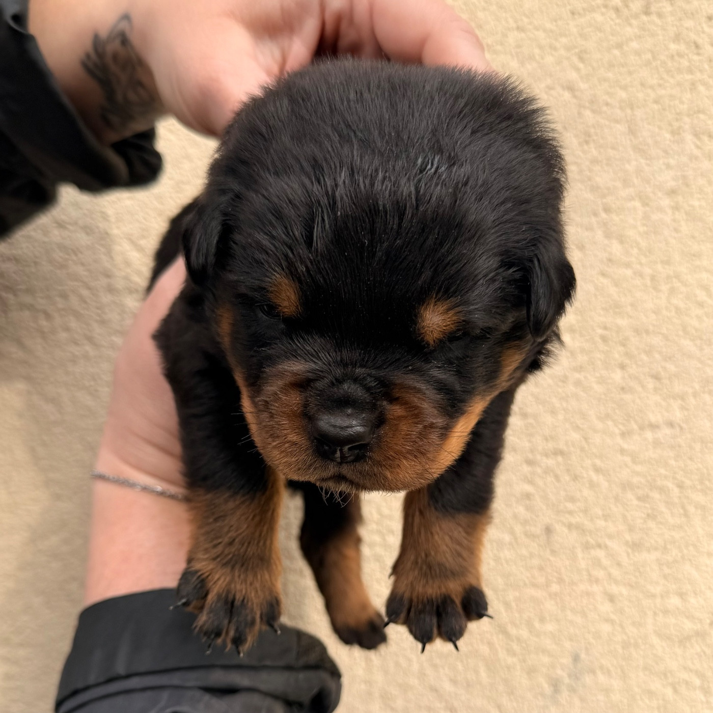 Des Flammes De La Nuit - Chiots disponibles - Rottweiler