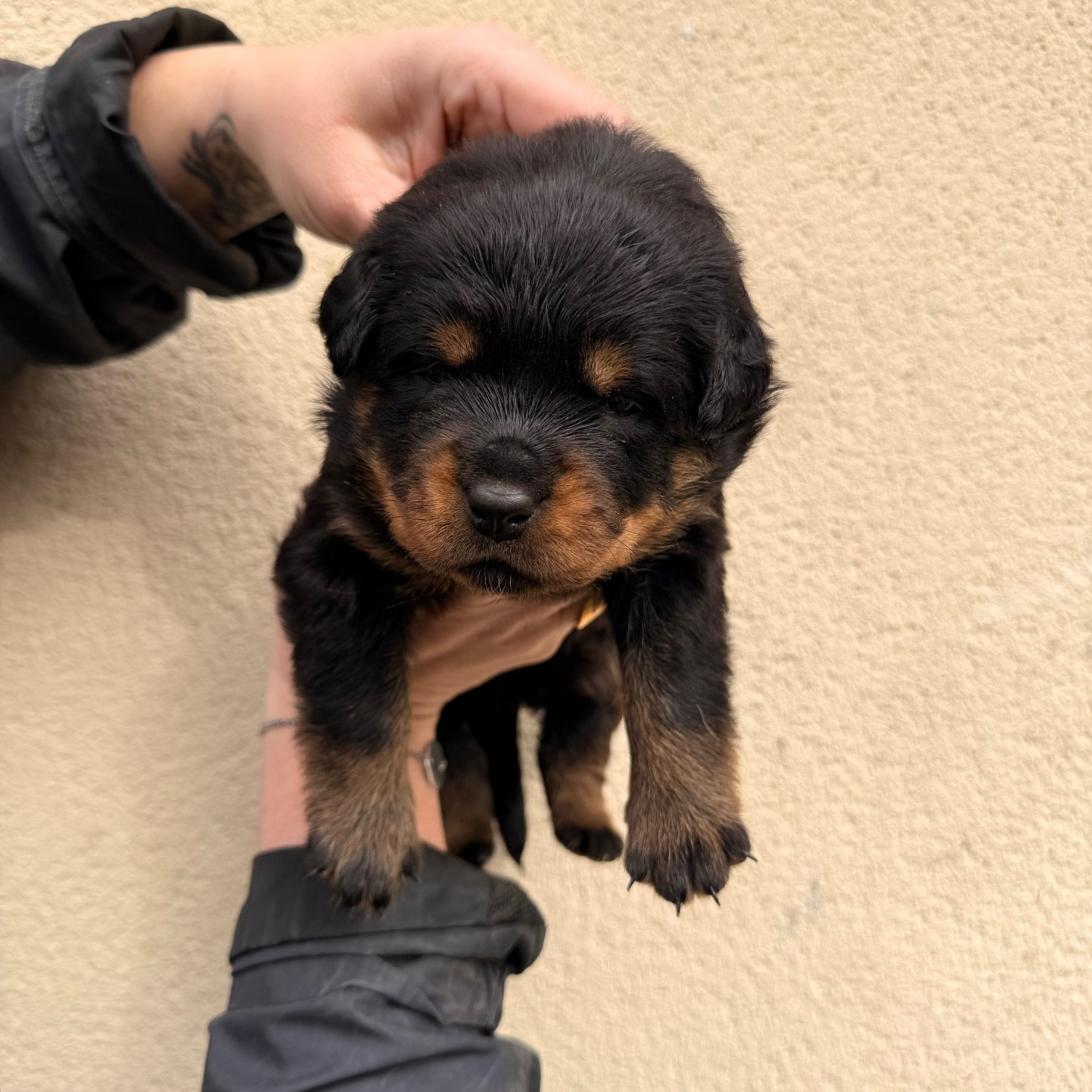 Des Flammes De La Nuit - Chiots disponibles - Rottweiler