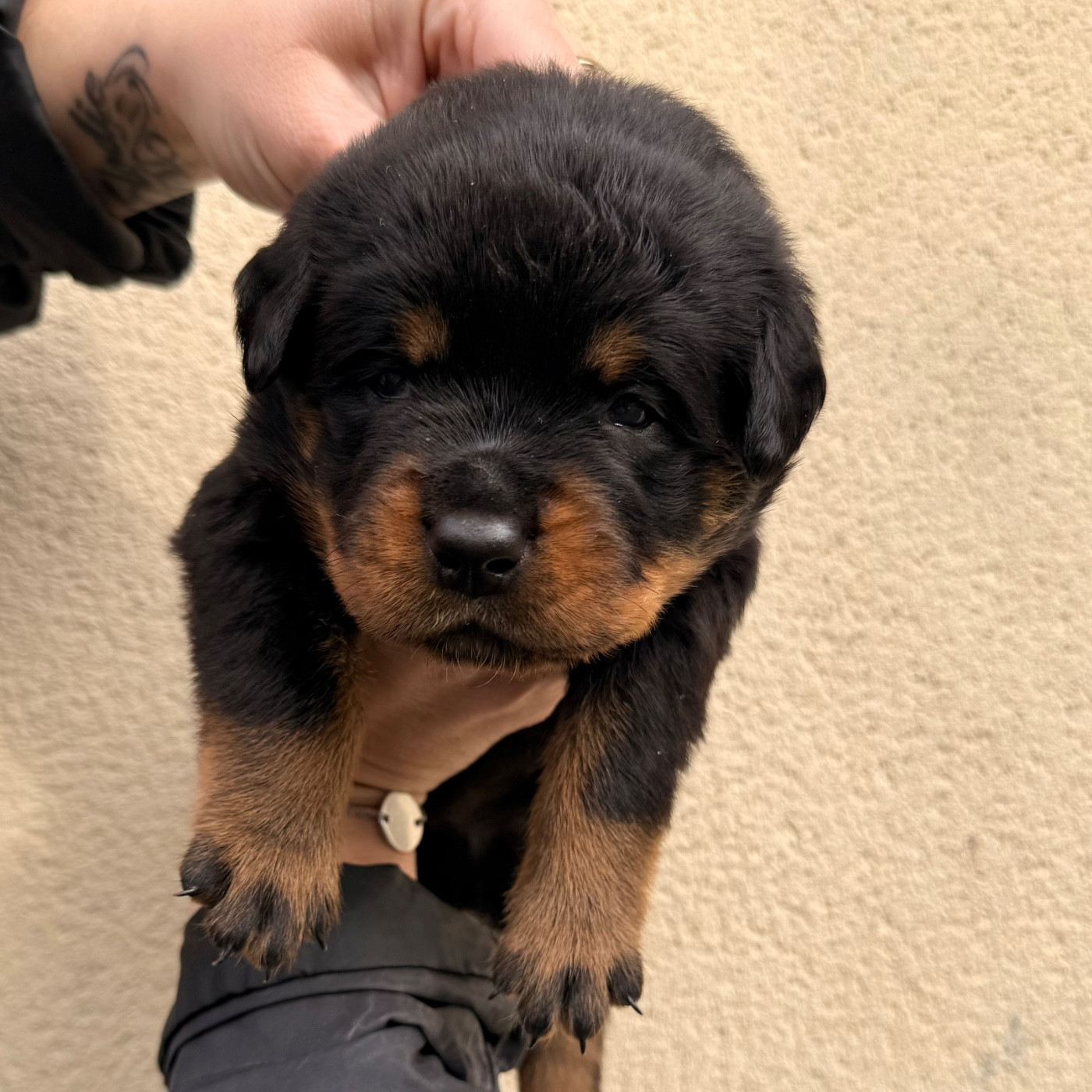 Des Flammes De La Nuit - Chiots disponibles - Rottweiler