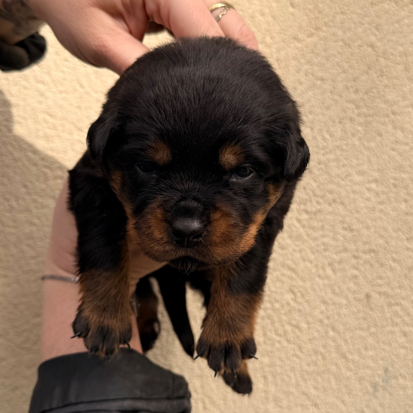 Des Flammes De La Nuit - Chiots disponibles - Rottweiler