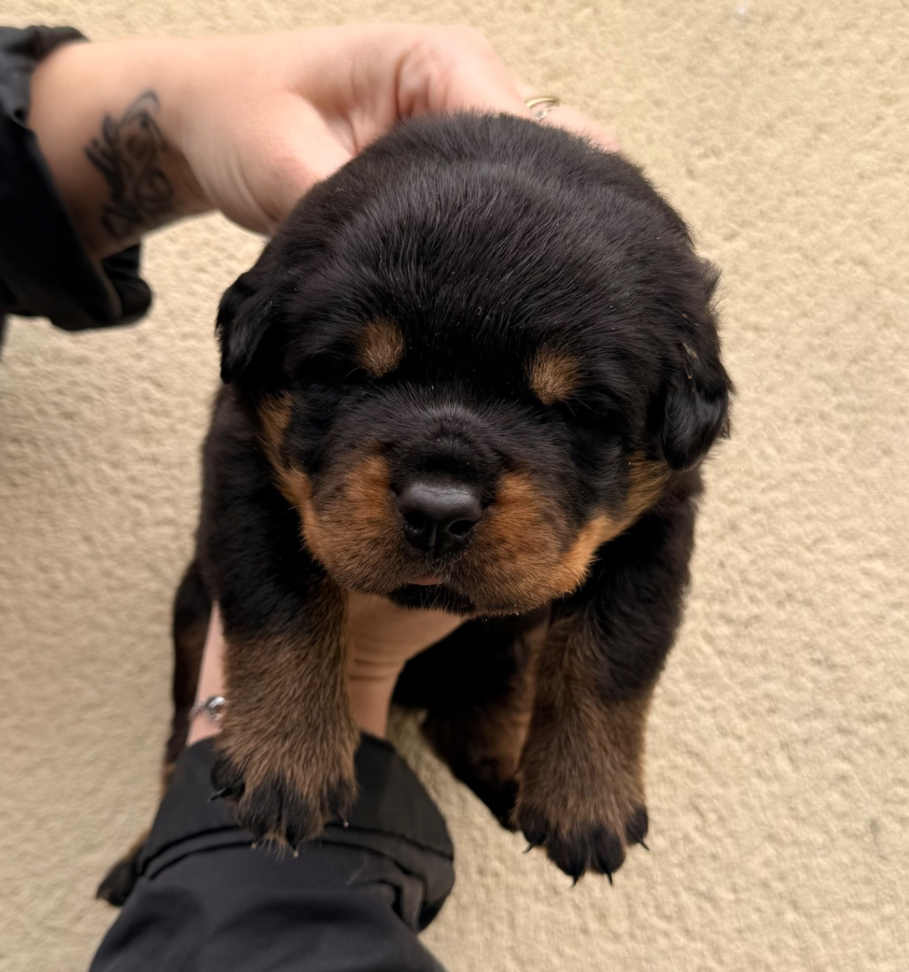 Des Flammes De La Nuit - Chiots disponibles - Rottweiler
