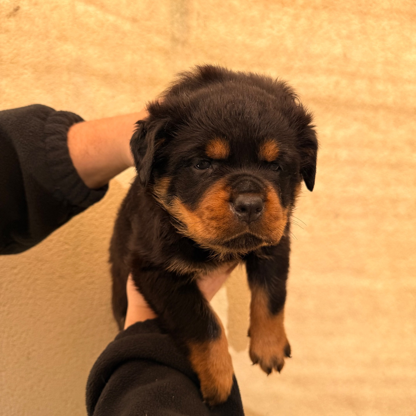 Des Flammes De La Nuit - Chiots disponibles - Rottweiler