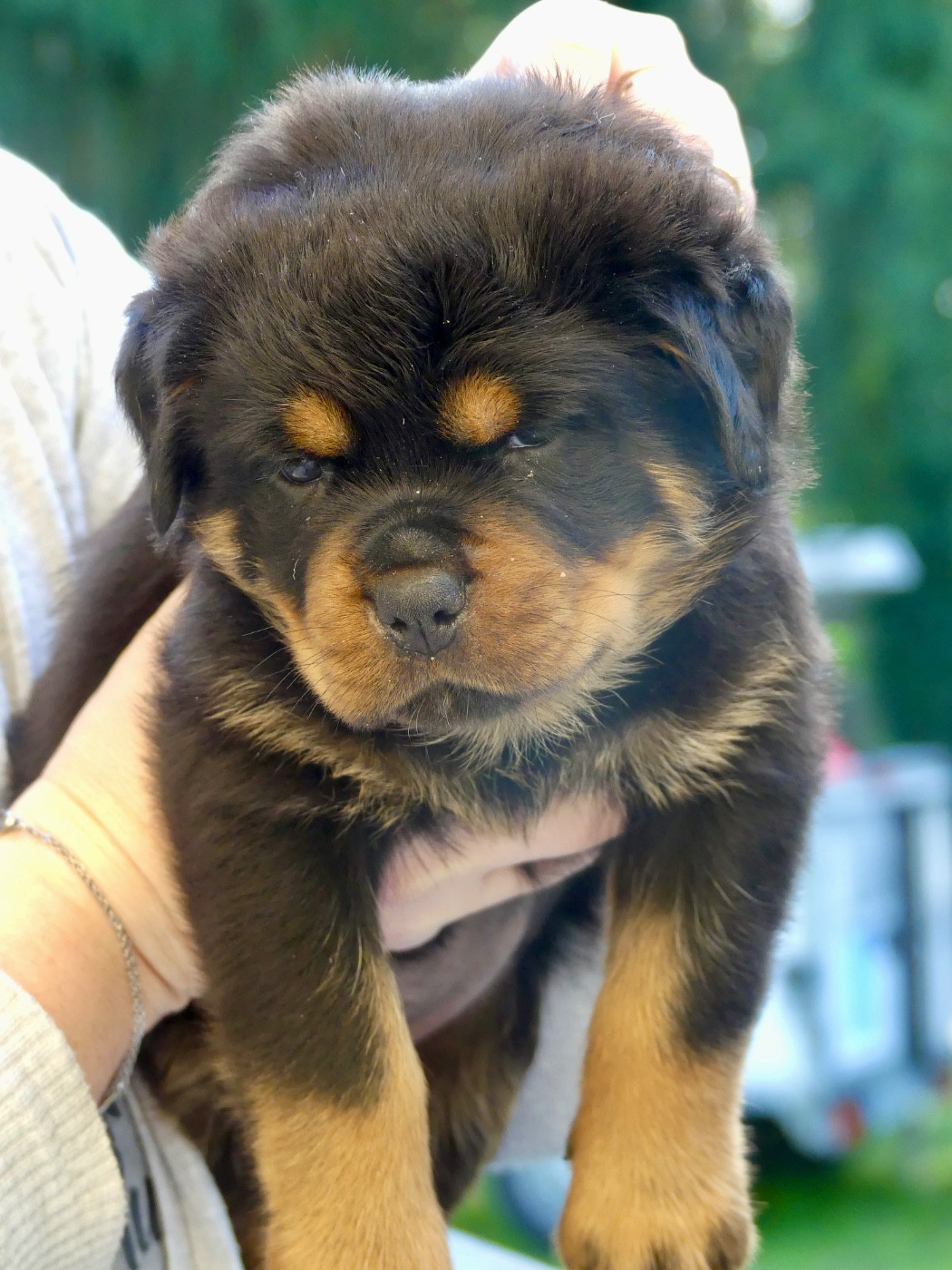 Des Flammes De La Nuit - Chiots disponibles - Rottweiler