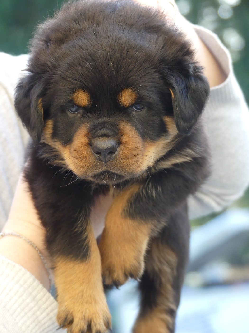 Des Flammes De La Nuit - Chiots disponibles - Rottweiler