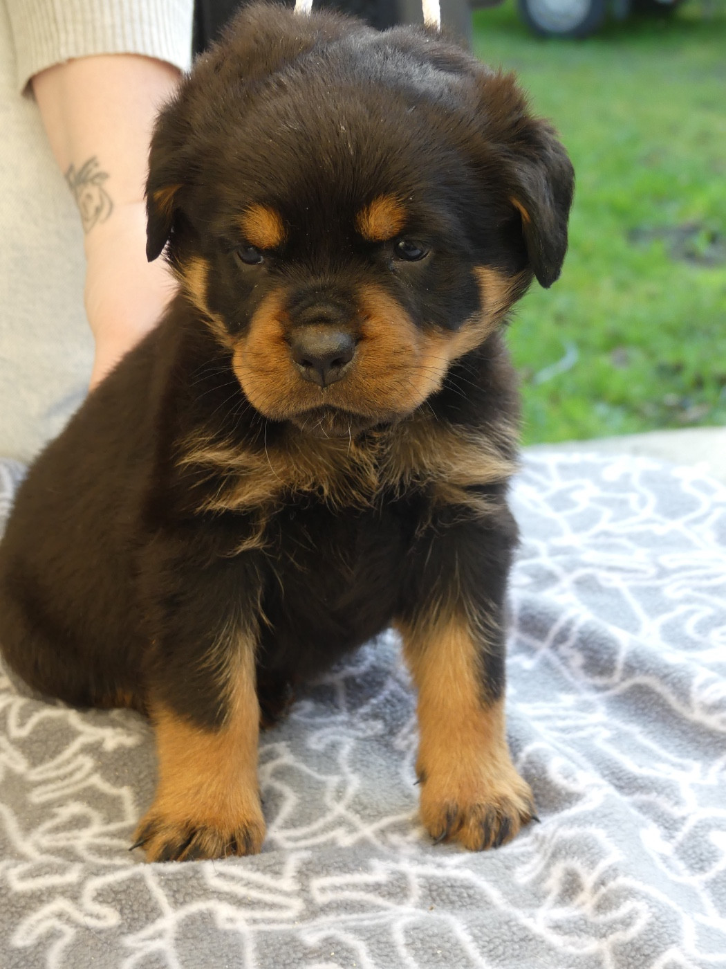 Des Flammes De La Nuit - Chiots disponibles - Rottweiler