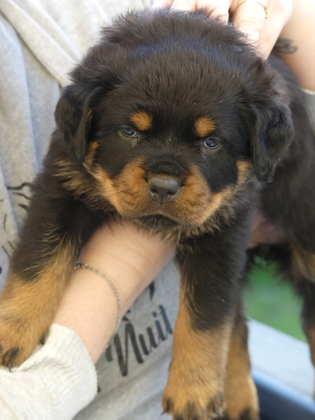 Des Flammes De La Nuit - Chiots disponibles - Rottweiler