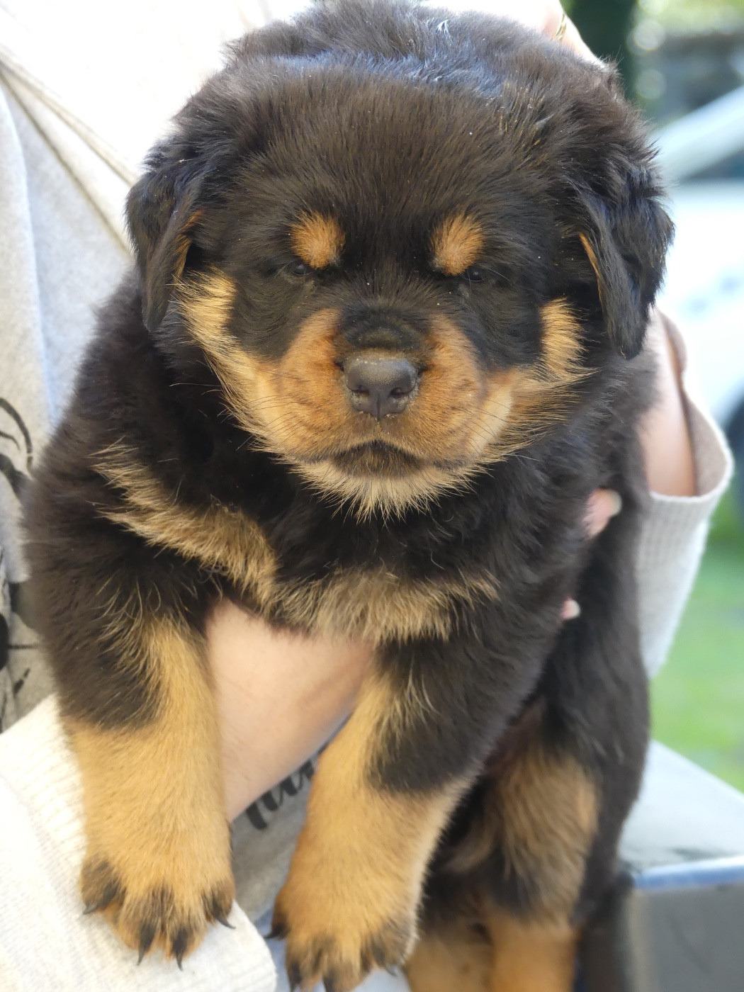 Des Flammes De La Nuit - Chiots disponibles - Rottweiler
