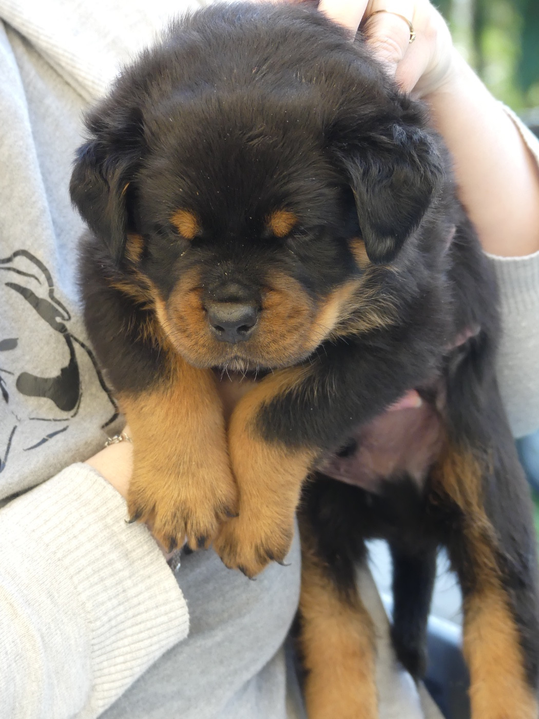 Des Flammes De La Nuit - Chiots disponibles - Rottweiler