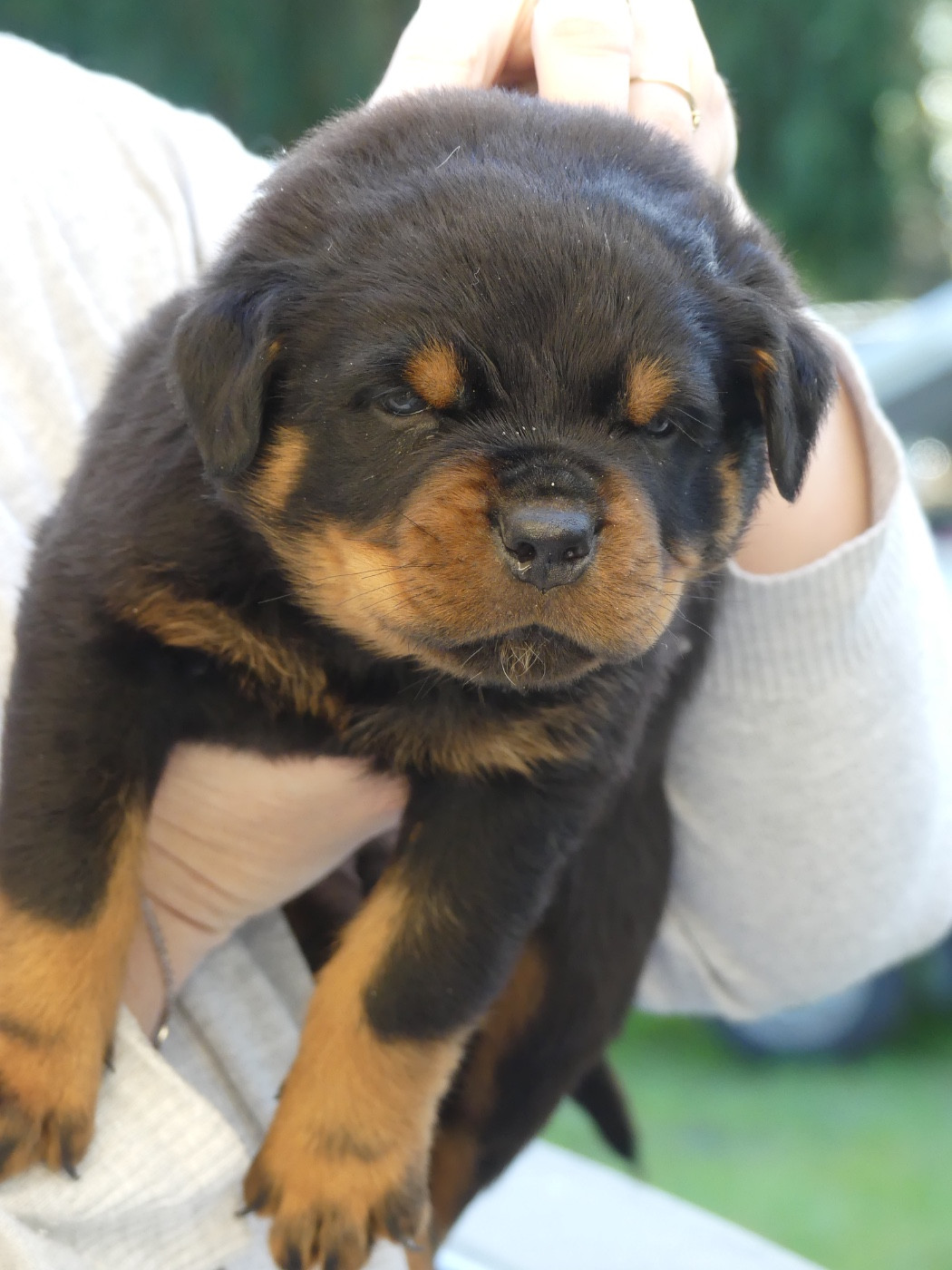 Des Flammes De La Nuit - Chiots disponibles - Rottweiler