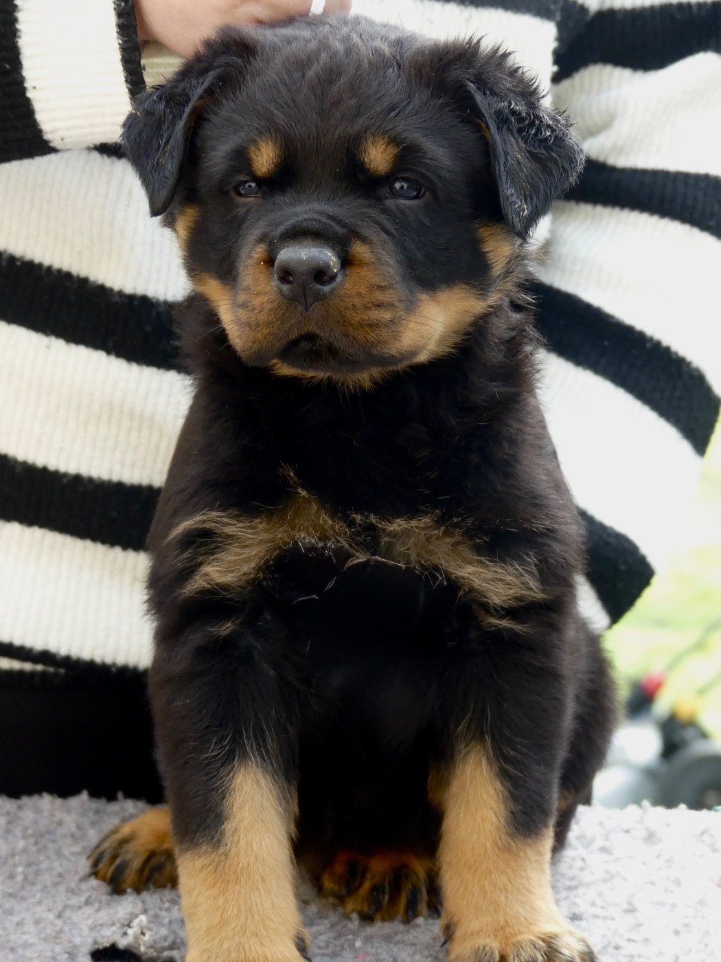 Des Flammes De La Nuit - Chiots disponibles - Rottweiler