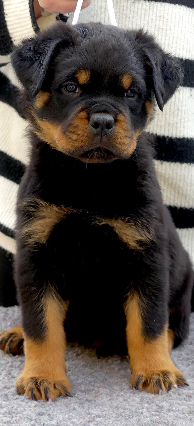 Des Flammes De La Nuit - Chiots disponibles - Rottweiler