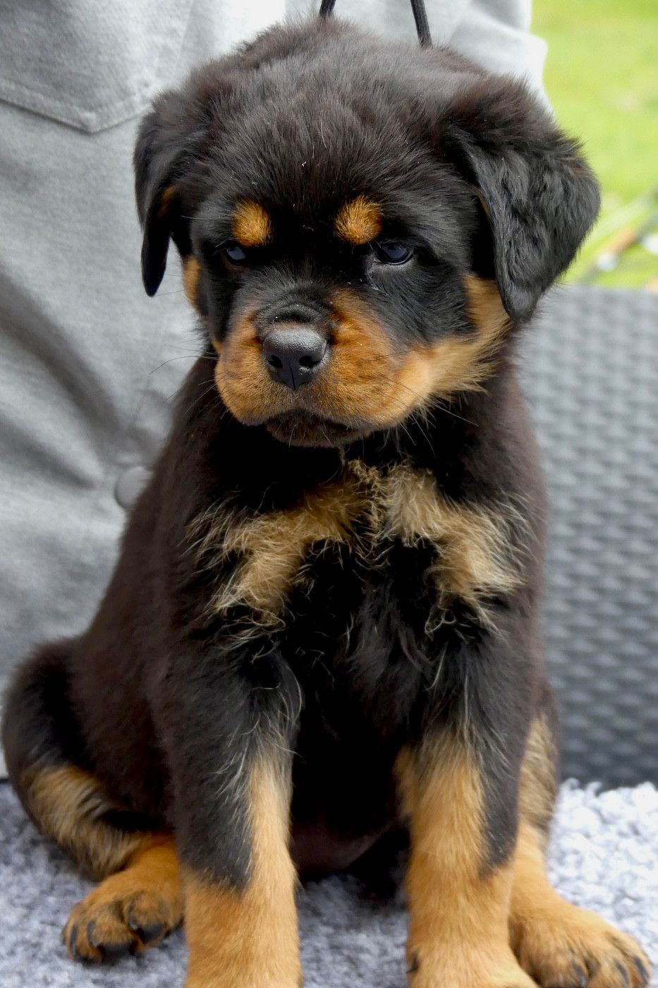 Des Flammes De La Nuit - Chiots disponibles - Rottweiler