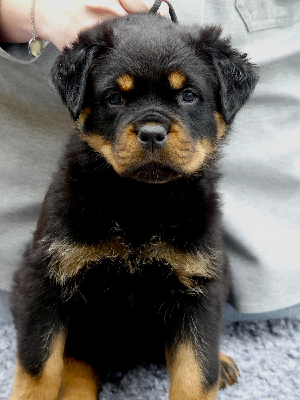 Des Flammes De La Nuit - Chiots disponibles - Rottweiler