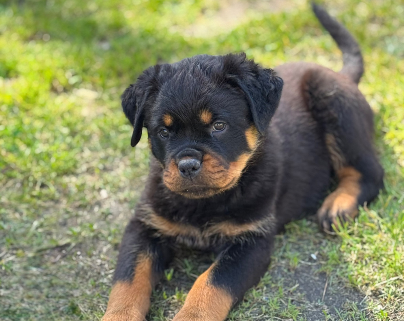 Des Flammes De La Nuit - Chiots disponibles - Rottweiler