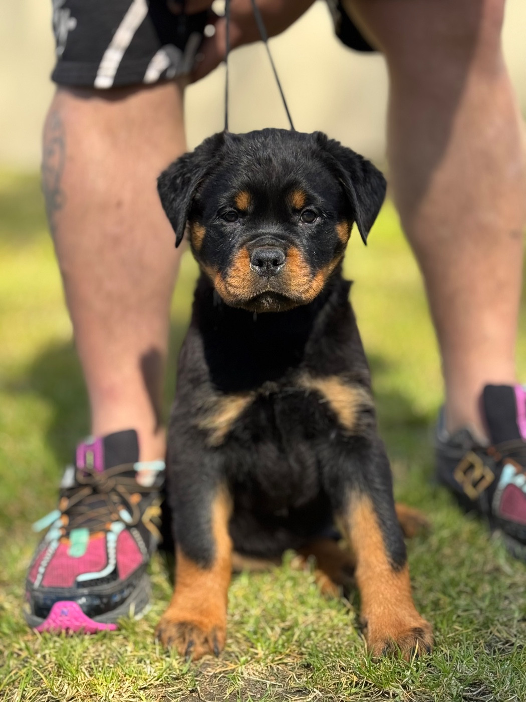 Des Flammes De La Nuit - Chiots disponibles - Rottweiler