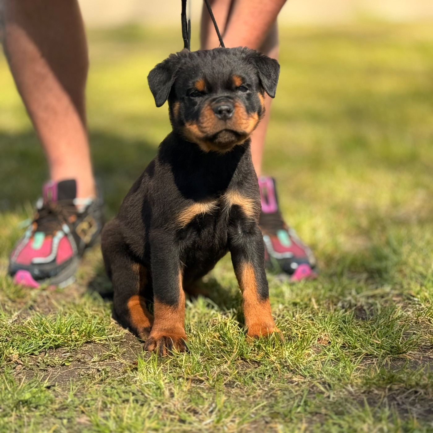 Des Flammes De La Nuit - Chiots disponibles - Rottweiler