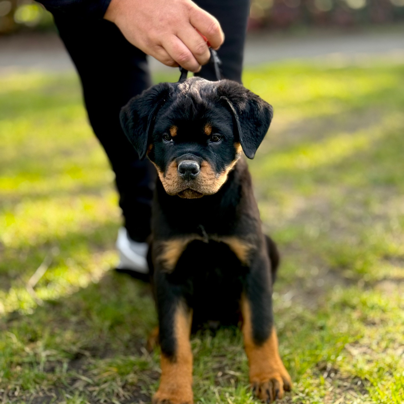 Des Flammes De La Nuit - Chiots disponibles - Rottweiler
