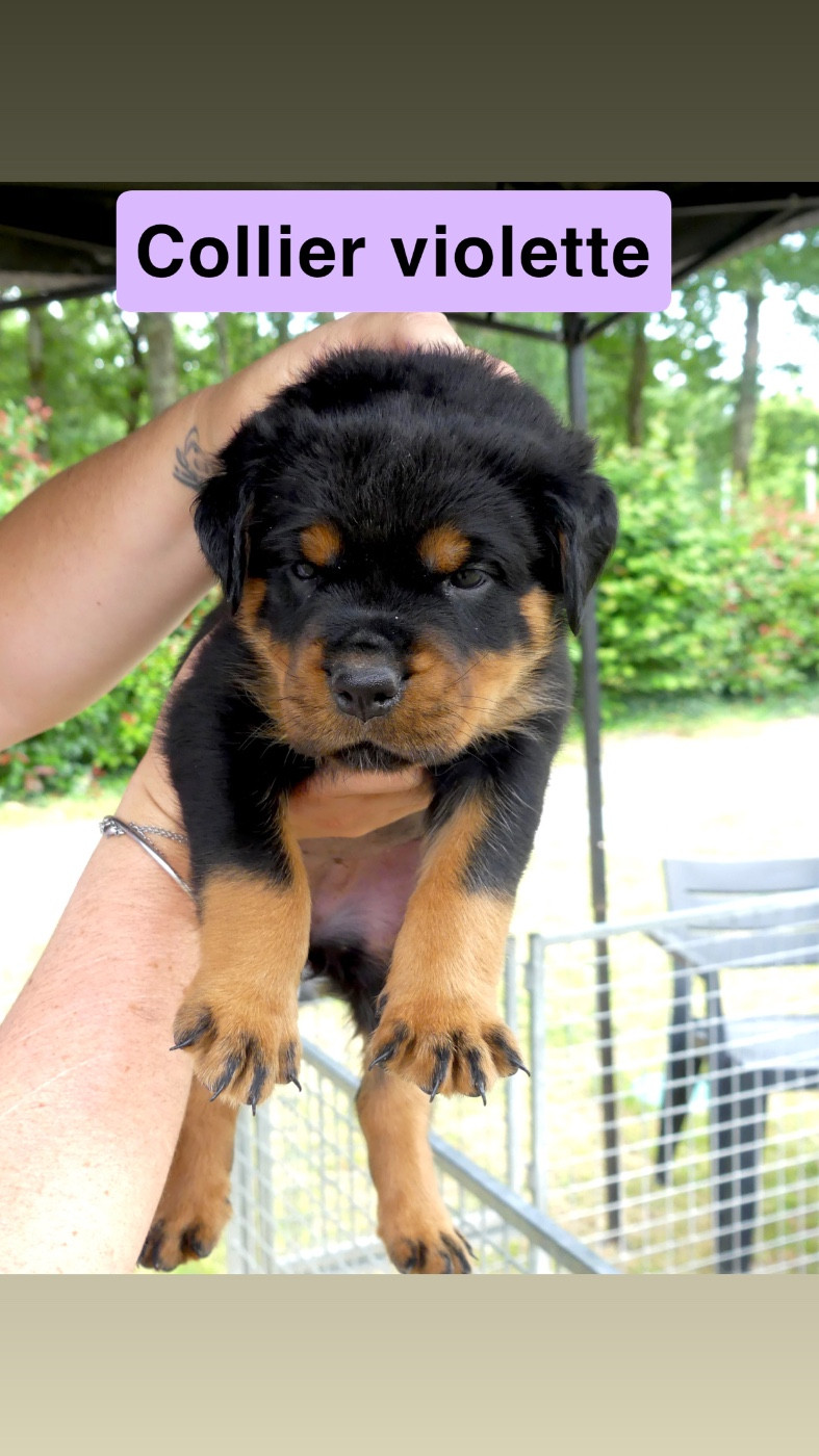 Des Flammes De La Nuit - Chiots disponibles - Rottweiler