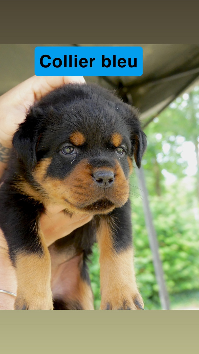 Des Flammes De La Nuit - Chiots disponibles - Rottweiler