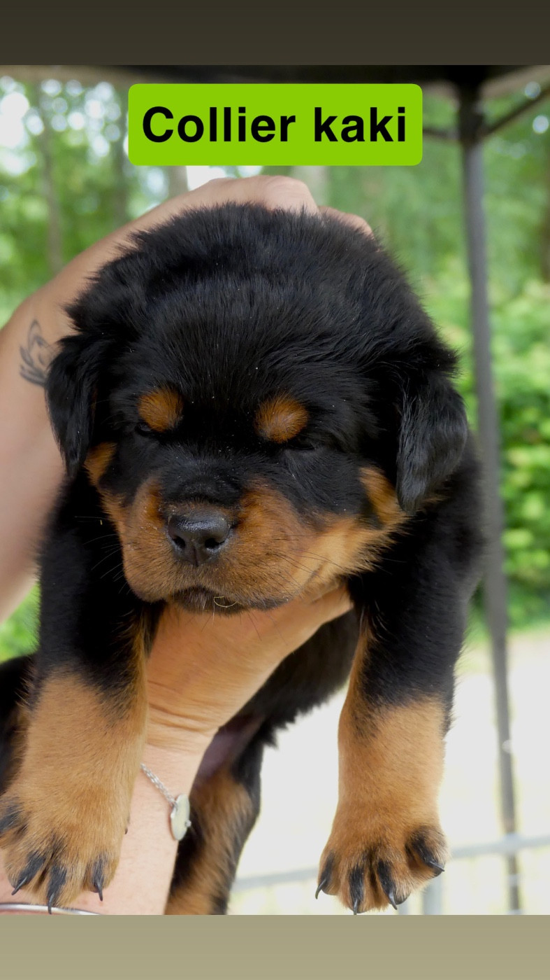 Des Flammes De La Nuit - Chiots disponibles - Rottweiler