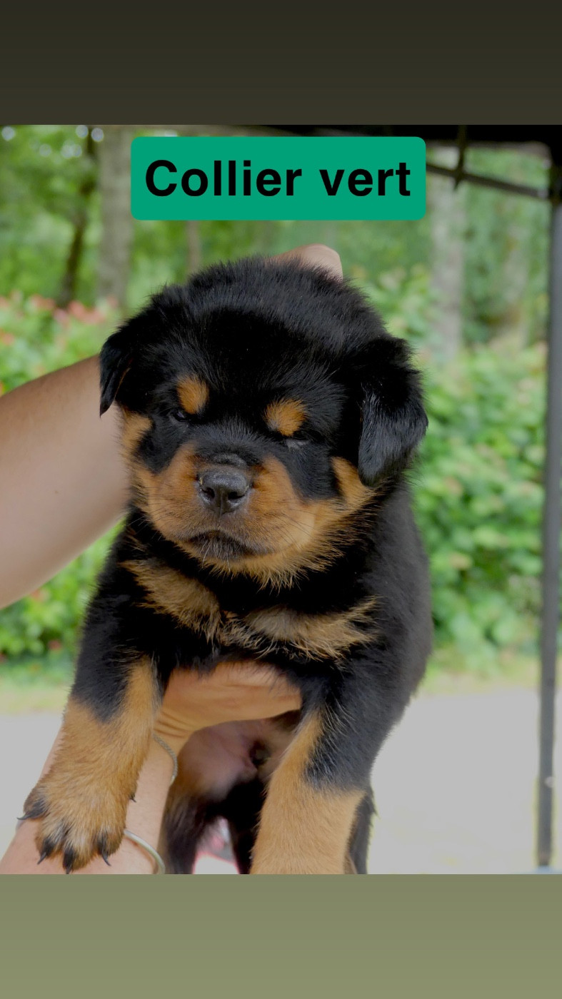 Des Flammes De La Nuit - Chiots disponibles - Rottweiler