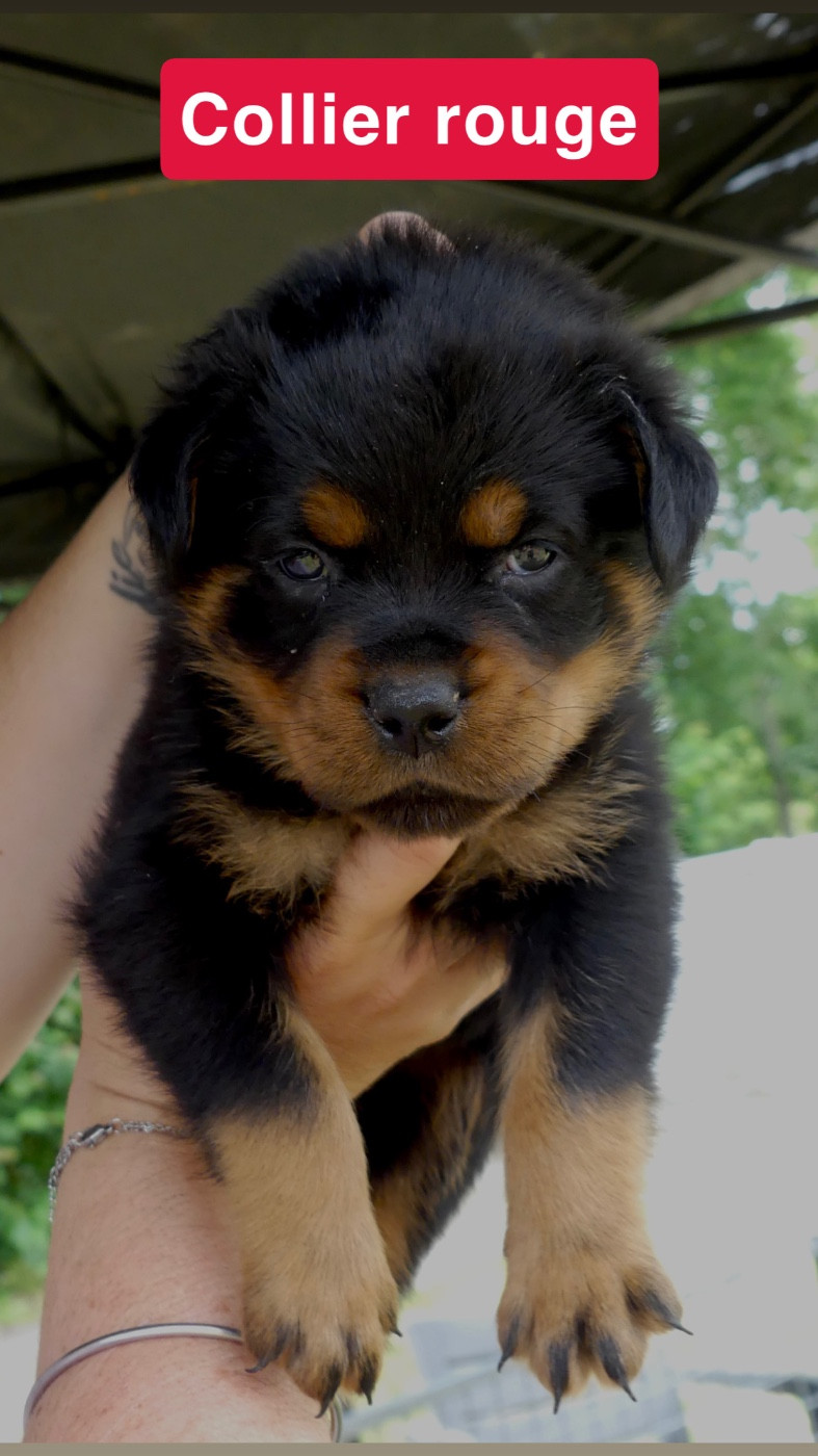 Des Flammes De La Nuit - Chiots disponibles - Rottweiler