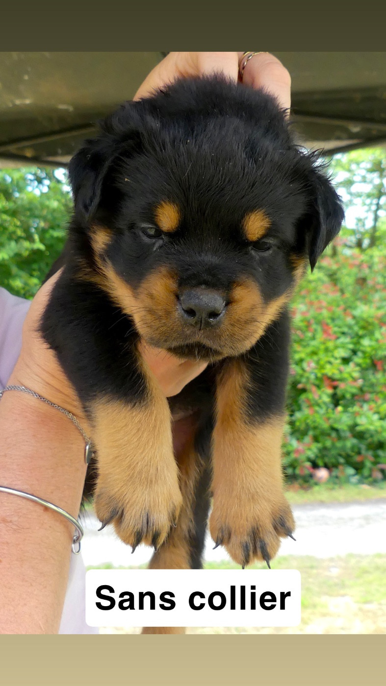 Des Flammes De La Nuit - Chiots disponibles - Rottweiler