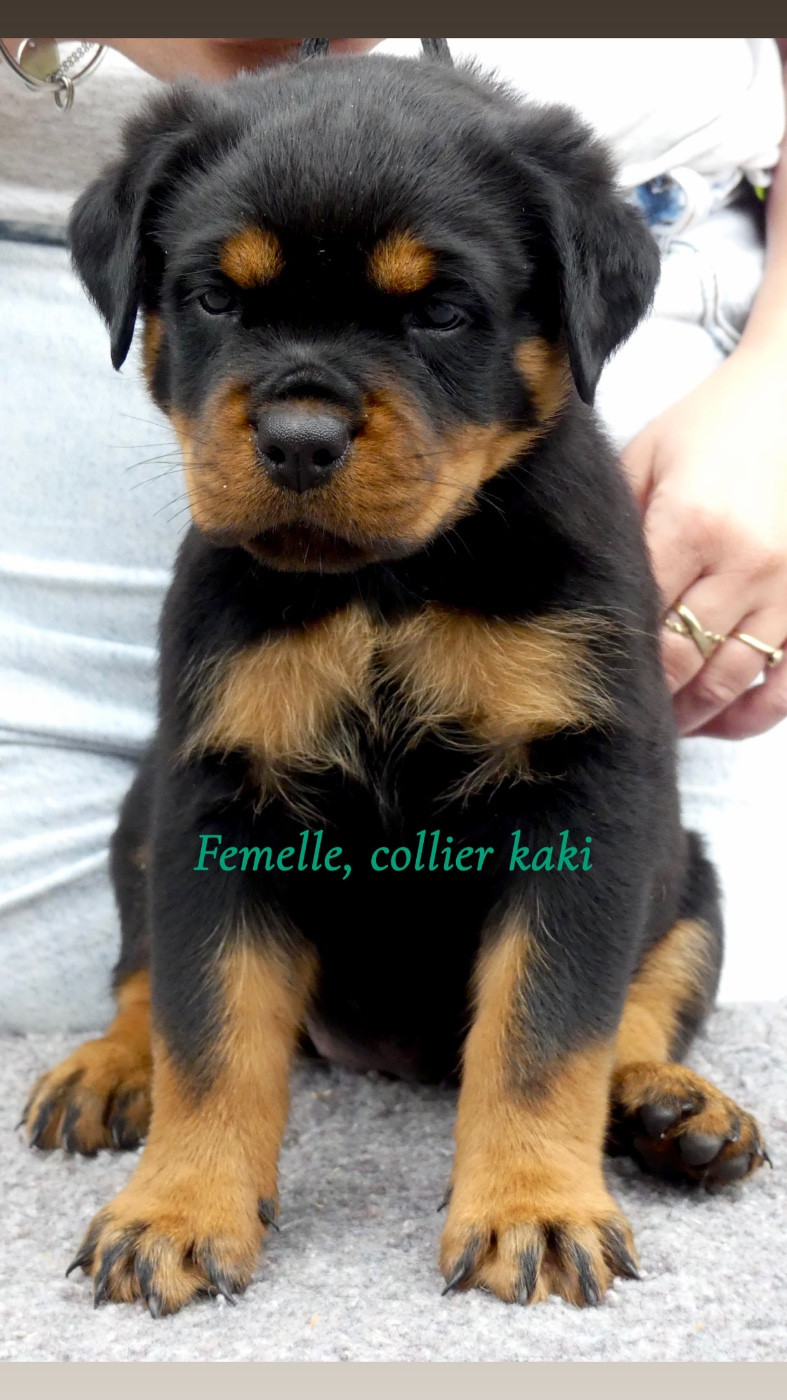 Des Flammes De La Nuit - Rottweiler - Portée née le 05/05/2026