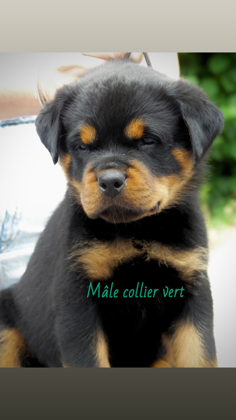 Des Flammes De La Nuit - Chiots disponibles - Rottweiler