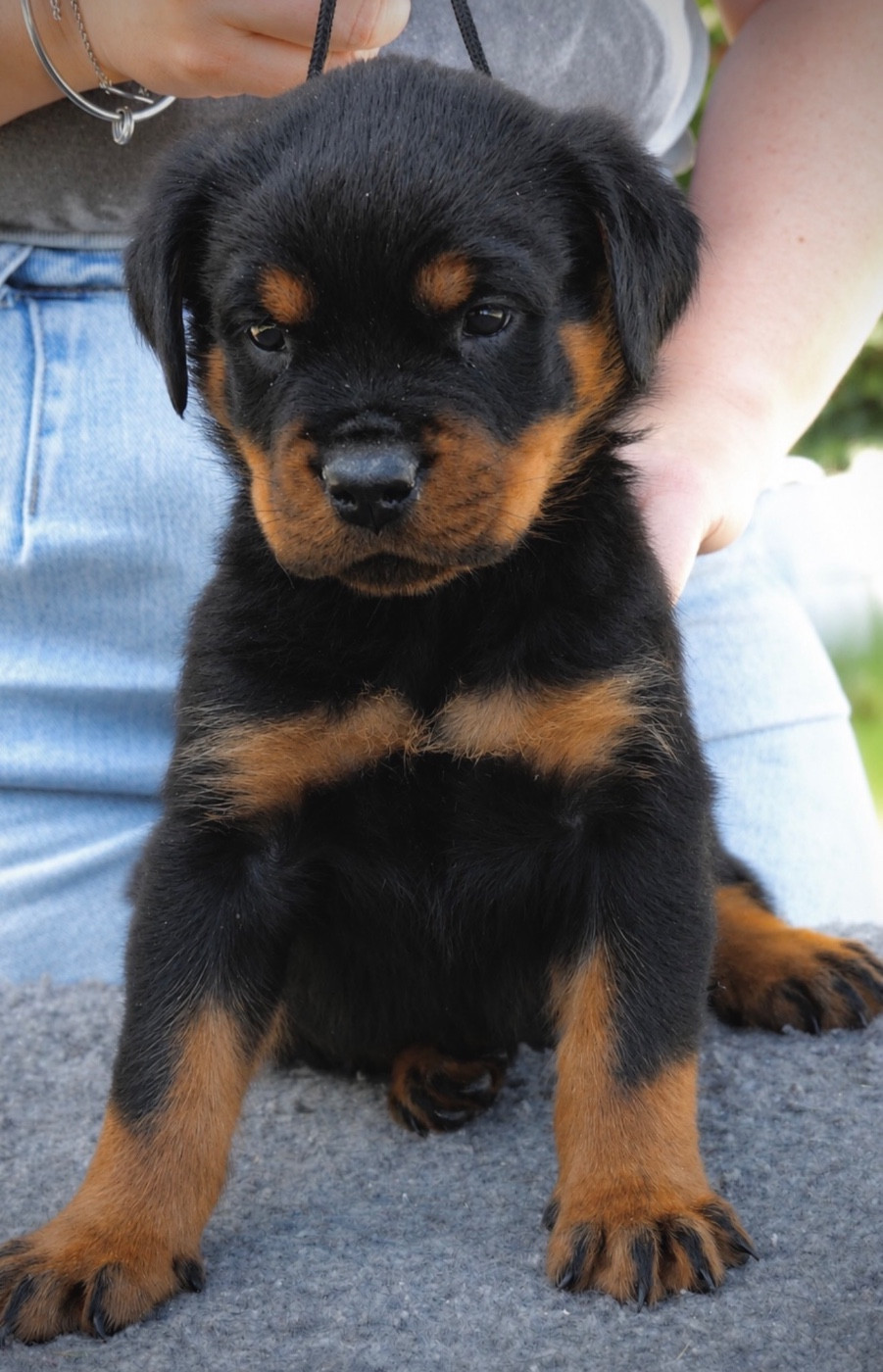 Des Flammes De La Nuit - Chiots disponibles - Rottweiler