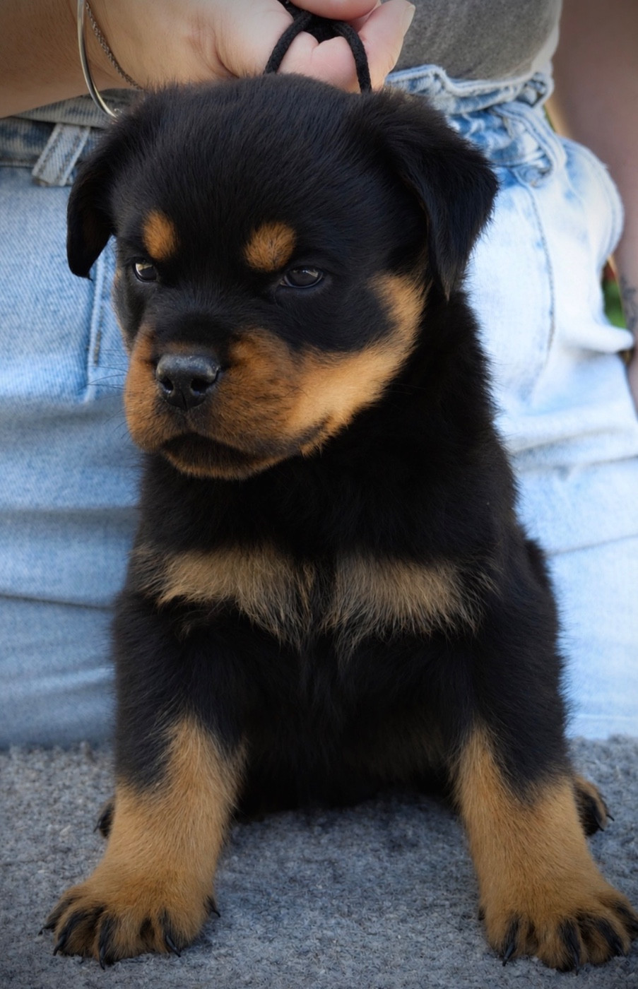 Des Flammes De La Nuit - Chiots disponibles - Rottweiler