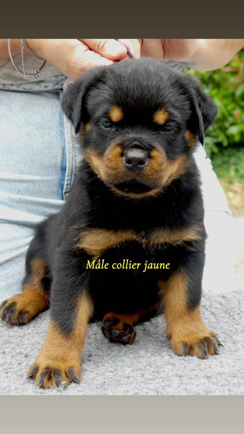 Des Flammes De La Nuit - Chiots disponibles - Rottweiler