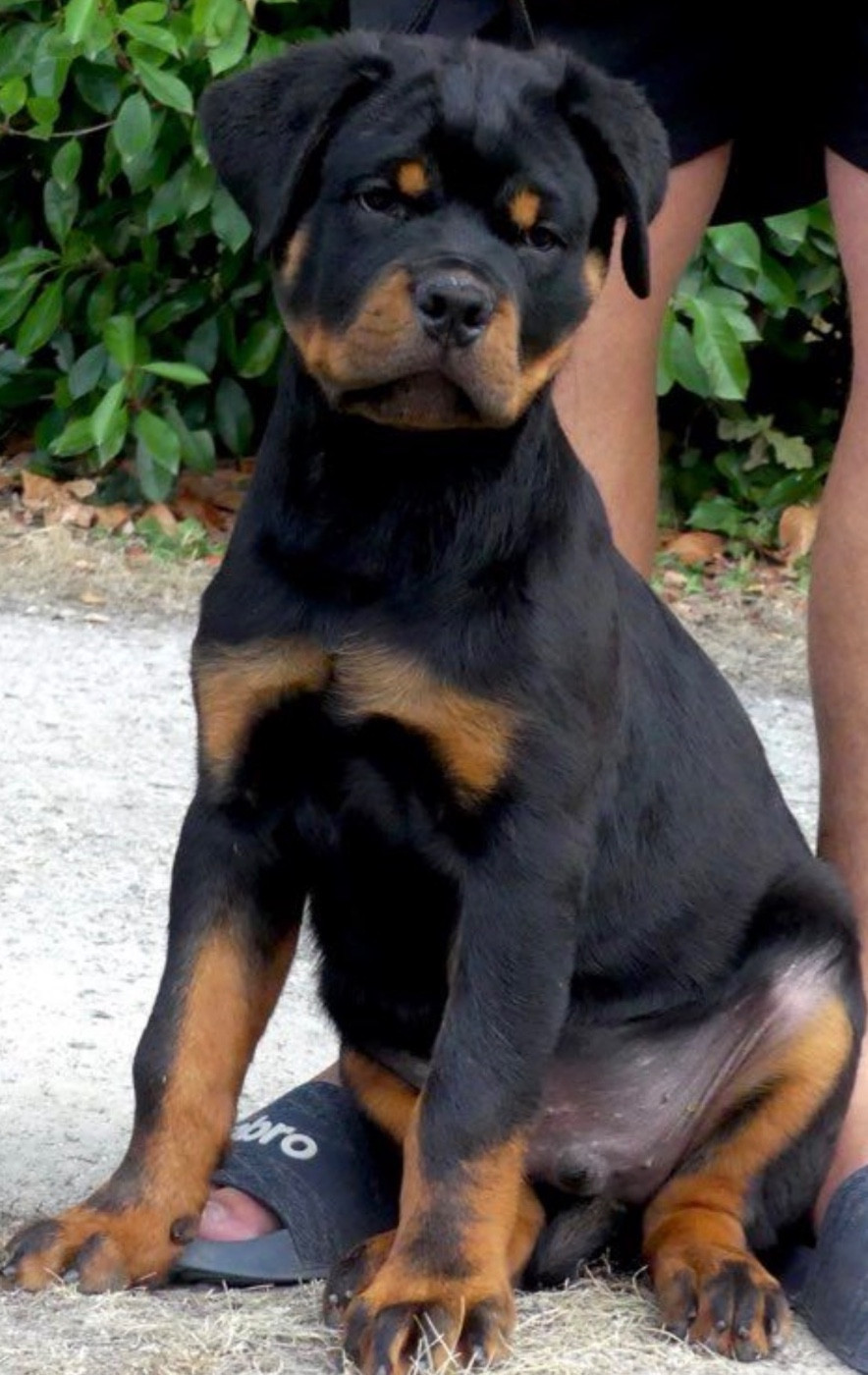 Des Flammes De La Nuit - Chiots disponibles - Rottweiler