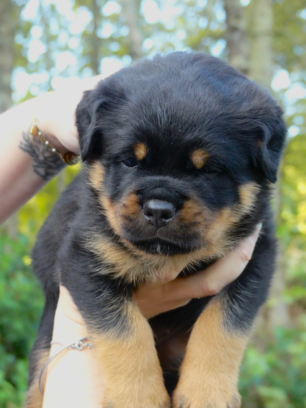 Des Flammes De La Nuit - Chiots disponibles - Rottweiler
