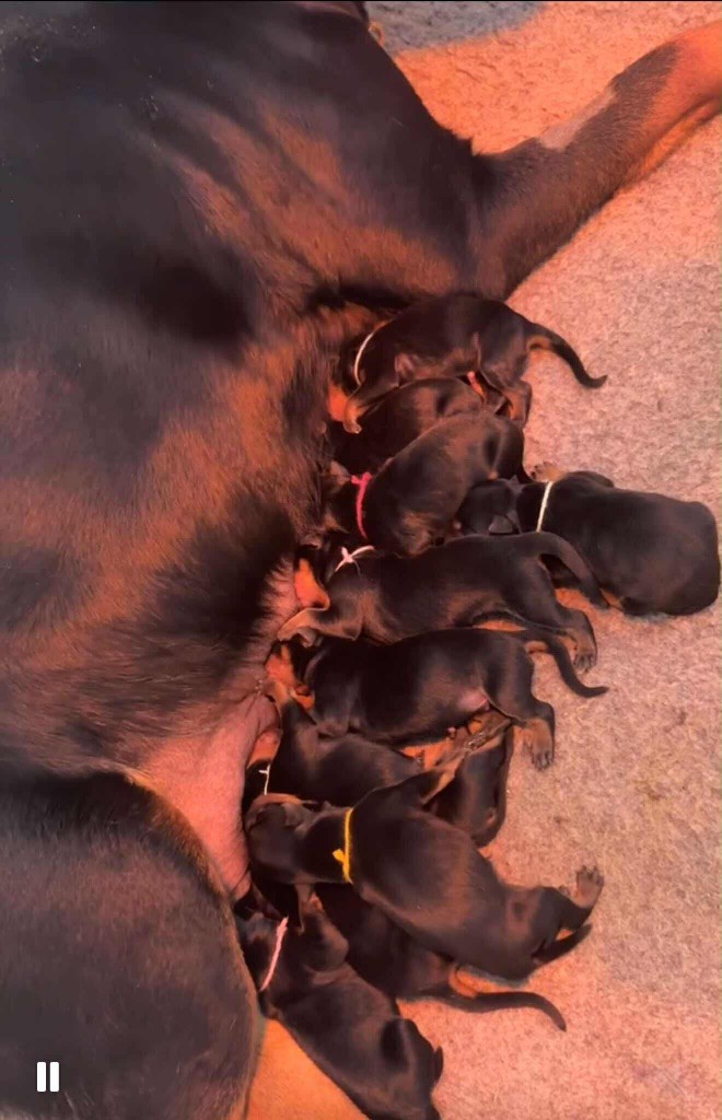 Des Flammes De La Nuit - Chiots disponibles - Rottweiler