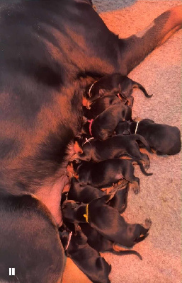 CHIOT