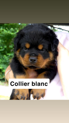 Mâle collier blanc
