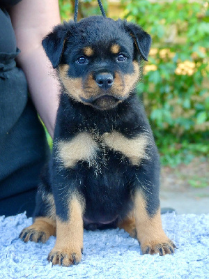 CHIOT ( collier rose ) 