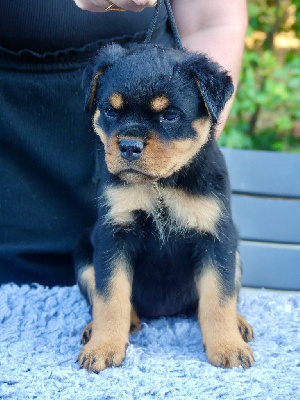 CHIOT ( collier, bleu, blanc rouge)