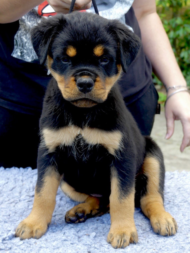 Des Flammes De La Nuit - Chiots disponibles - Rottweiler