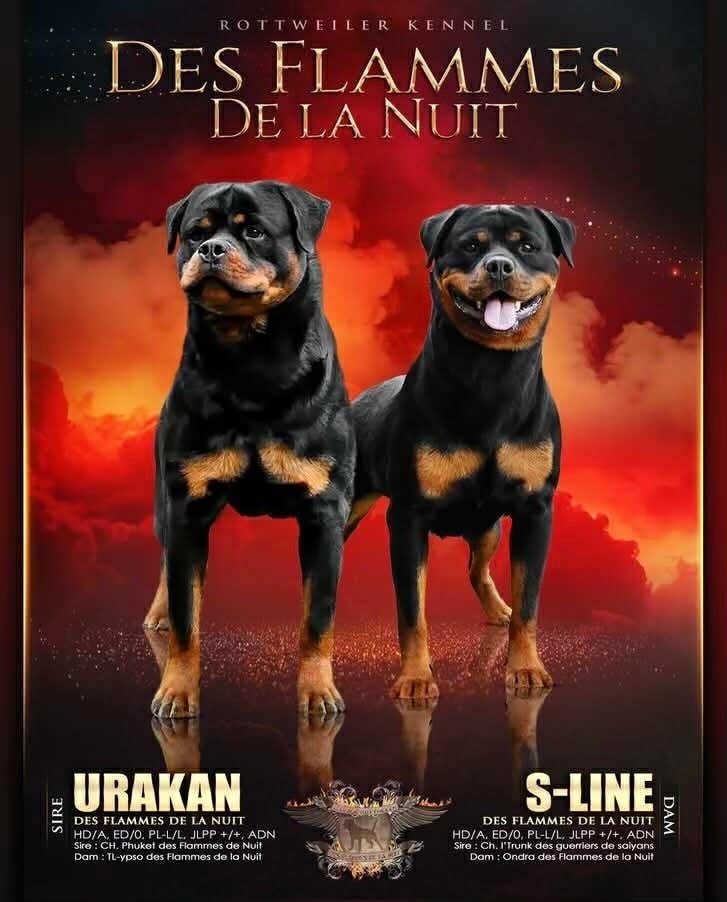 Chiot Rottweiler Des Flammes De La Nuit